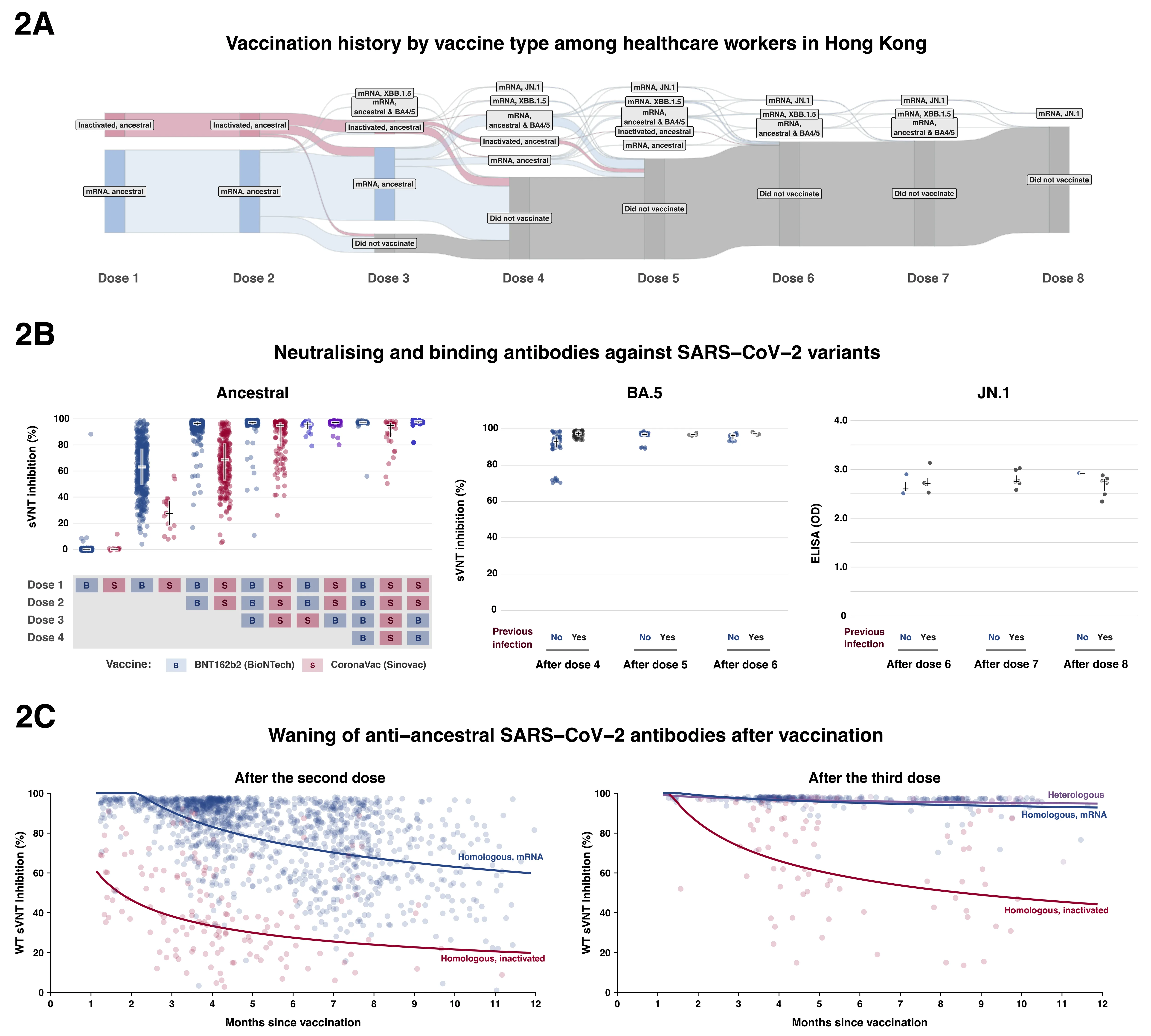 Figure 2. Vaccination history (panel A), vaccine immunogenicity (panel B), and waning of anti-SARS-CoV-2 antibody after COVID-19 vaccination (panel C) among cohort participants.